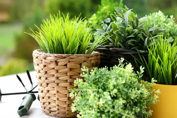 Verschiedene Topfpflanzen und eine Harke